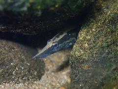 Mastacembelus armatus