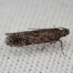 Glauce pectenalaeella
