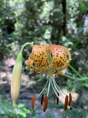 Lilium pardalinum pardalinum