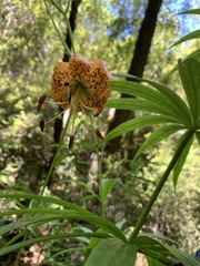 Lilium pardalinum pardalinum
