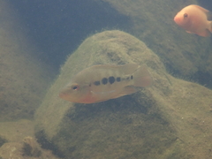 Amphilophus citrinellus