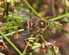 Stonemyia californica
