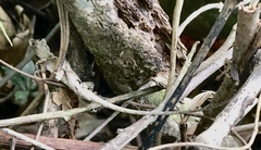 Anolis planiceps