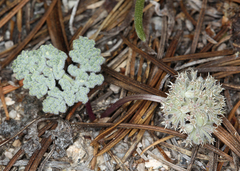 Oreonana clementis