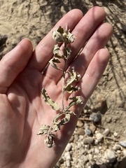 Asclepias prostrata