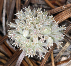 Oreonana clementis