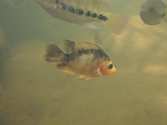 Amphilophus citrinellus