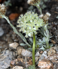 Oreonana clementis