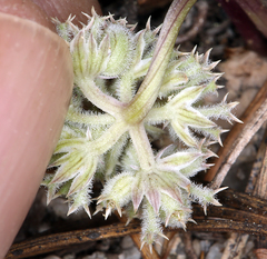 Oreonana clementis