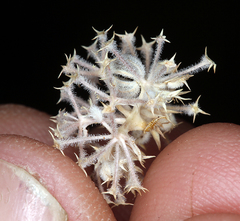 Oreonana clementis