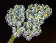 Oreonana clementis