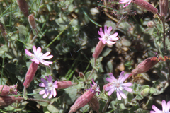 Silene acutifolia