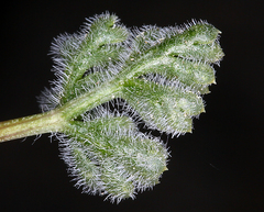 Oreonana clementis