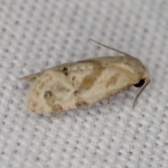 Platphalonidia magdalenae