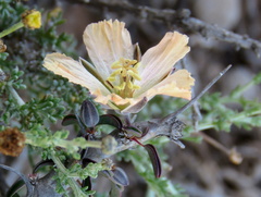 Monsonia salmoniflora