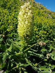 Campanula thyrsoides