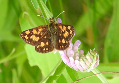 Carterocephalus mandan