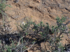 Monsonia salmoniflora