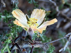 Monsonia salmoniflora