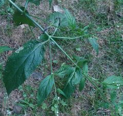 Calycomyza verbenae