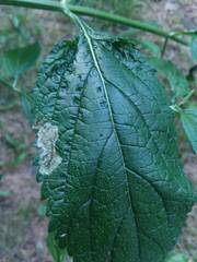 Calycomyza verbenae