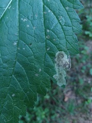 Calycomyza verbenae