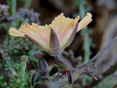 Monsonia salmoniflora