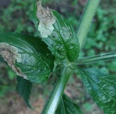 Calycomyza verbenae