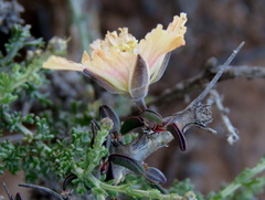 Monsonia salmoniflora