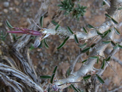 Monsonia salmoniflora