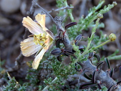 Monsonia salmoniflora
