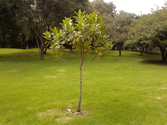 Aegiphila bogotensis