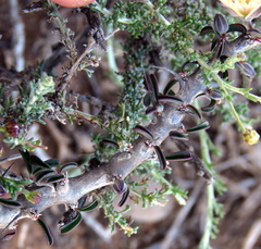 Monsonia salmoniflora