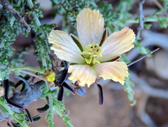 Monsonia salmoniflora