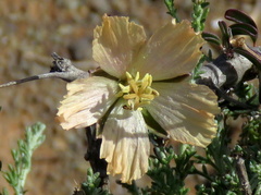 Monsonia salmoniflora