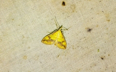 Choristostigma plumbosignalis