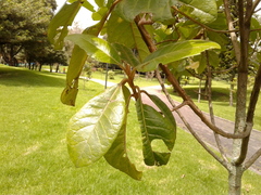 Aegiphila bogotensis