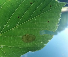 Phyllonorycter tiliacella