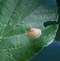 Phyllonorycter tiliacella