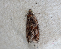 Olethreutes tilianum