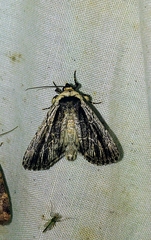 Sympistis badistriga