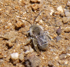 Melissodes pallidisignatus