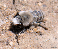 Melissodes pallidisignatus