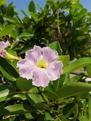 Tabebuia heterophylla