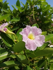 Tabebuia heterophylla