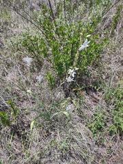 Echeandia sanmiguelensis