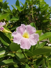 Tabebuia heterophylla