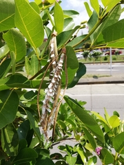Tabebuia heterophylla