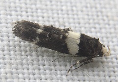Recurvaria leucatella