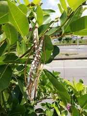 Tabebuia heterophylla